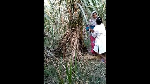 sasur bahu fucking in field